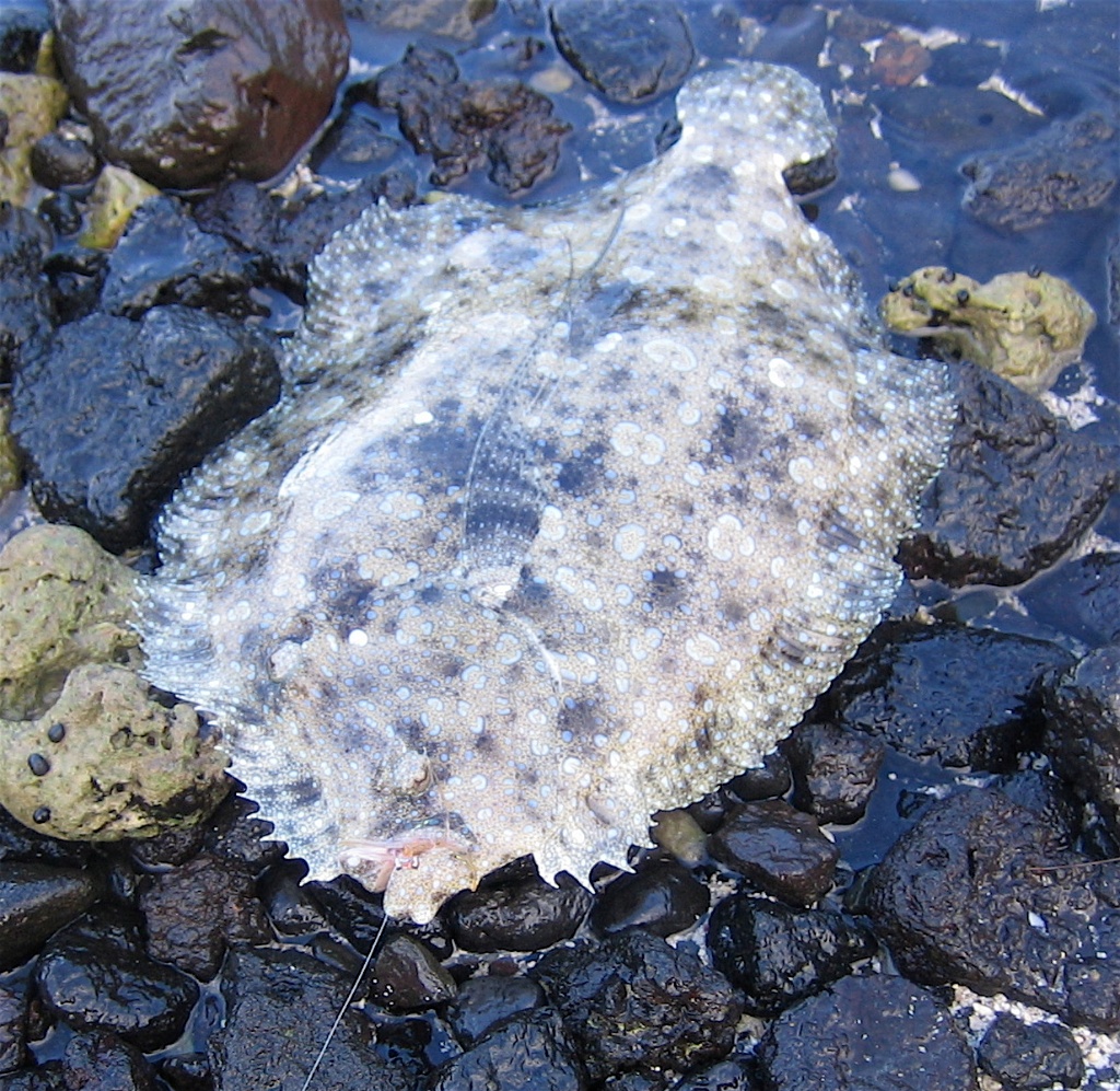 Fly Fishing Hawaii Big Island